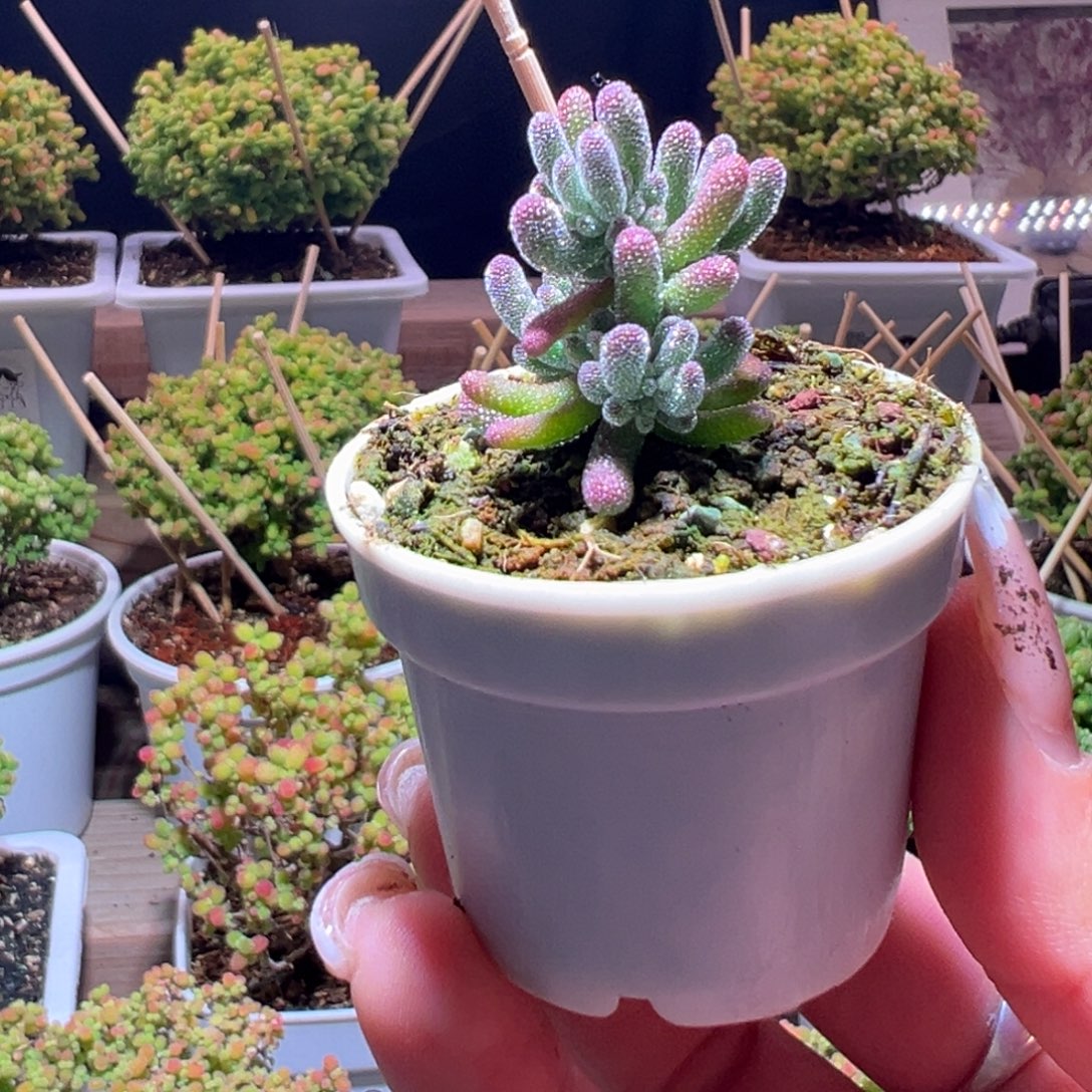 婚***瑞411冰晶杂一物一拍带盆土发货