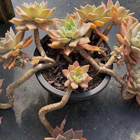 一***虹血色黄昏999999