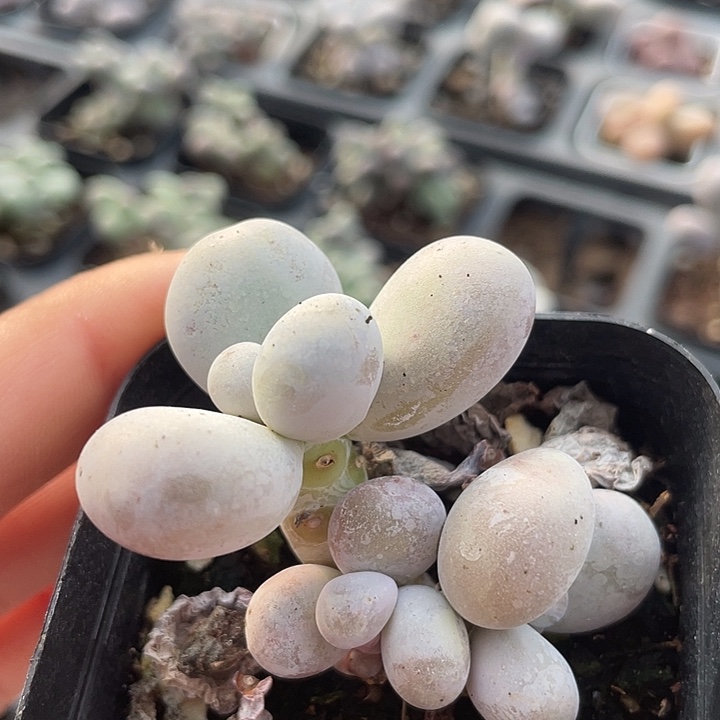 一物一拍满18包邮
