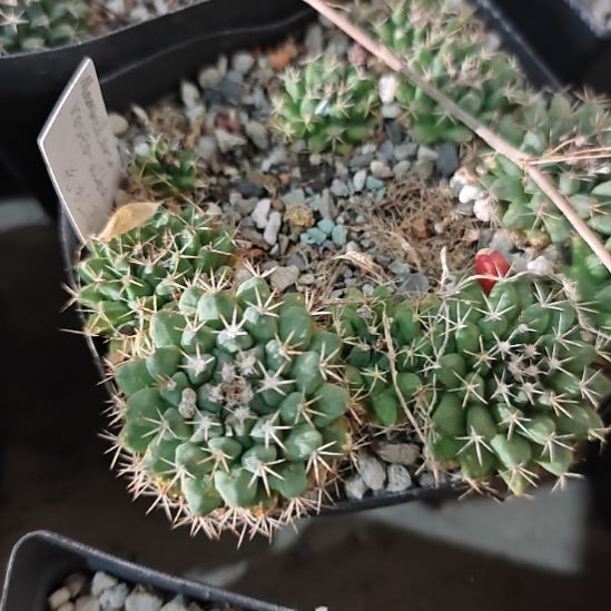 实生仙人球整盆一起发