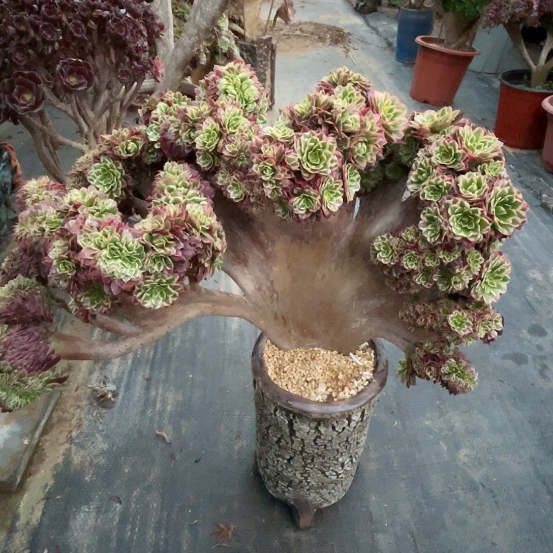 【闪购商品】无花朵朝霞