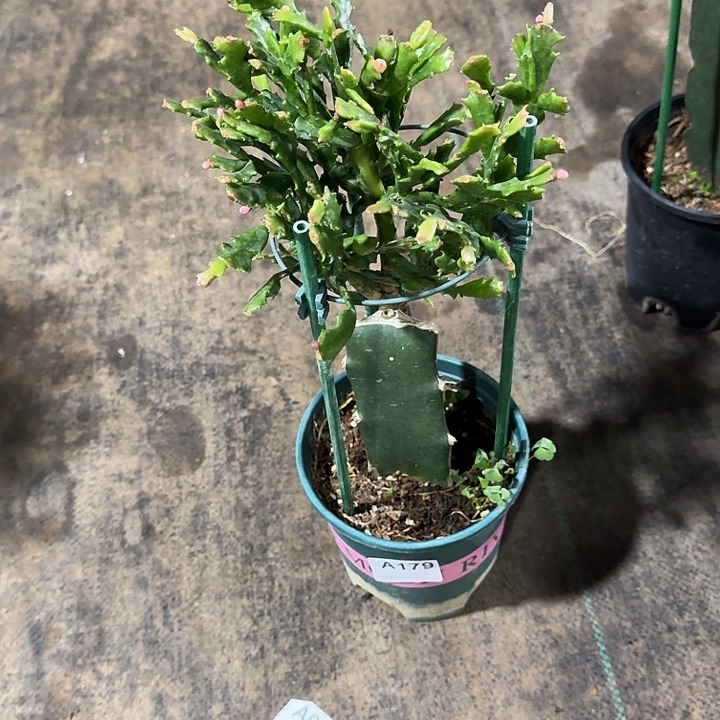 冰***月大部分开放少量花苞179嫁接白珊瑚