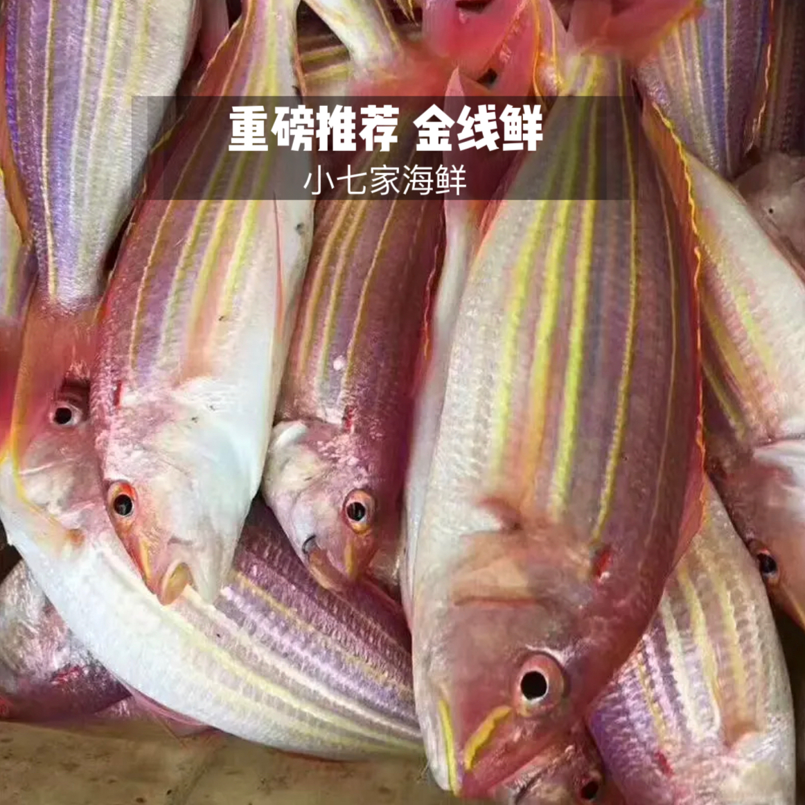 正宗（金丝鱼）金线鱼新鲜到港 首选香煎蒜瓣肉包鲜包嫩包好吃