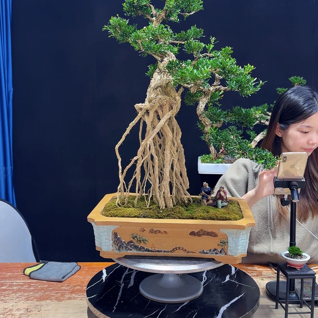 黄杨室内室外盆景