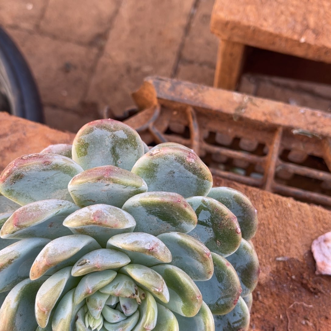 黄****十级福利整装无砍