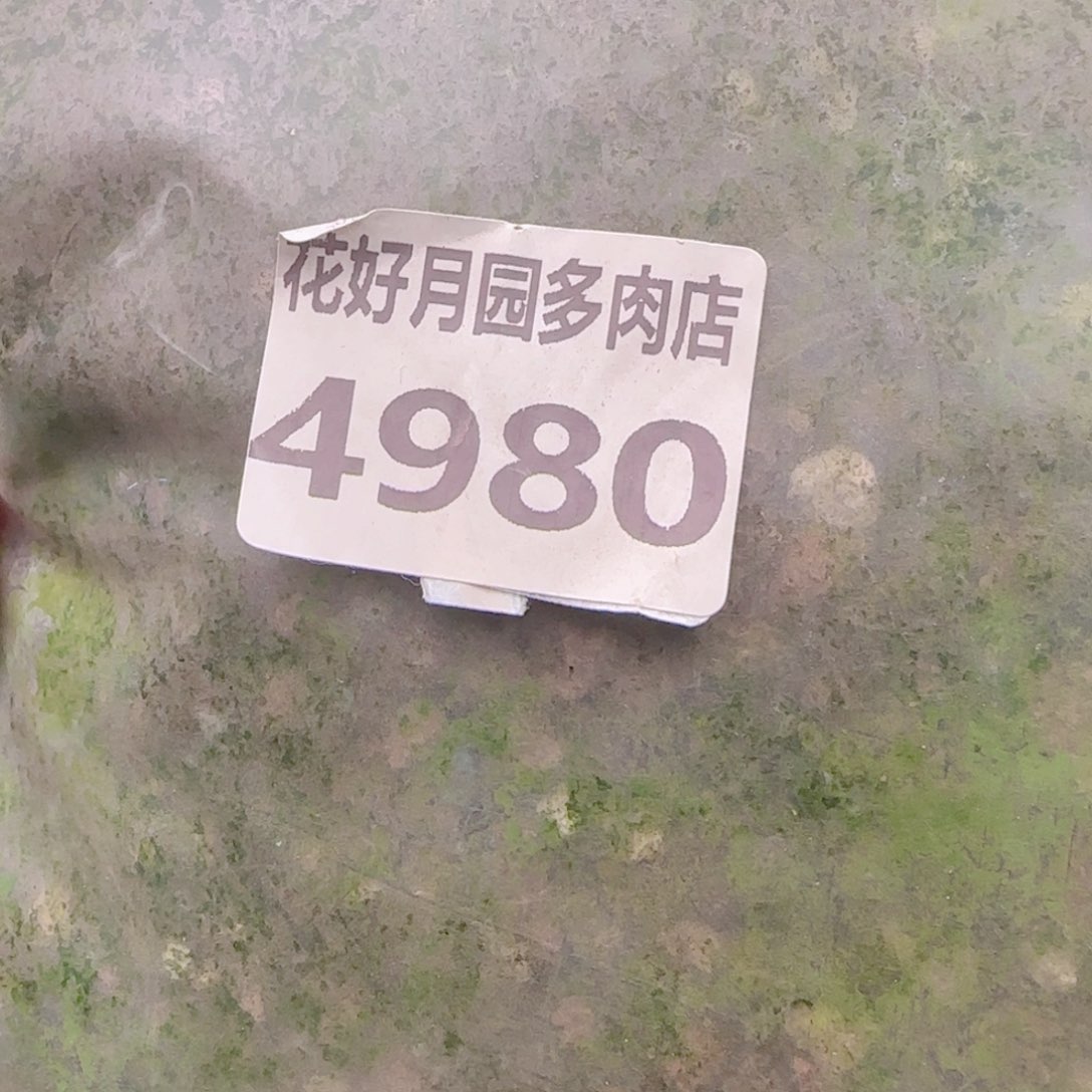 多肉植物4980多肉土