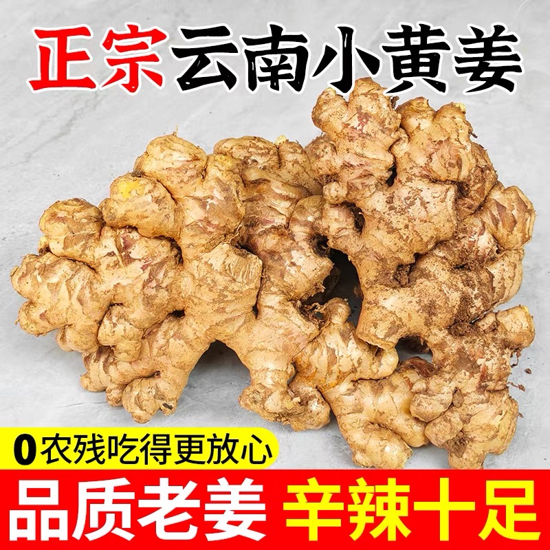正宗云南小黄姜新鲜现挖香辣十足老姜嫩姜可做月子姜 3斤起