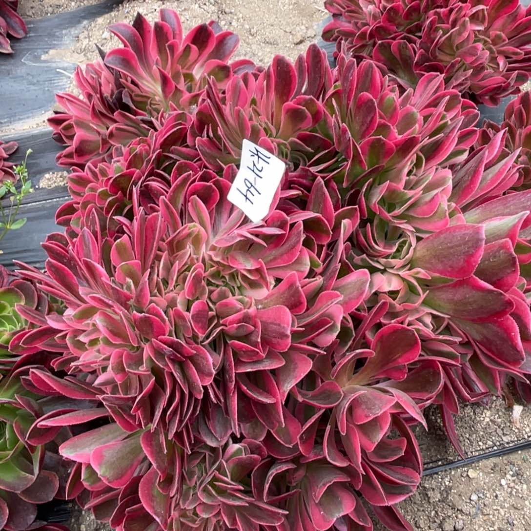 21-64女巫缀化多肉