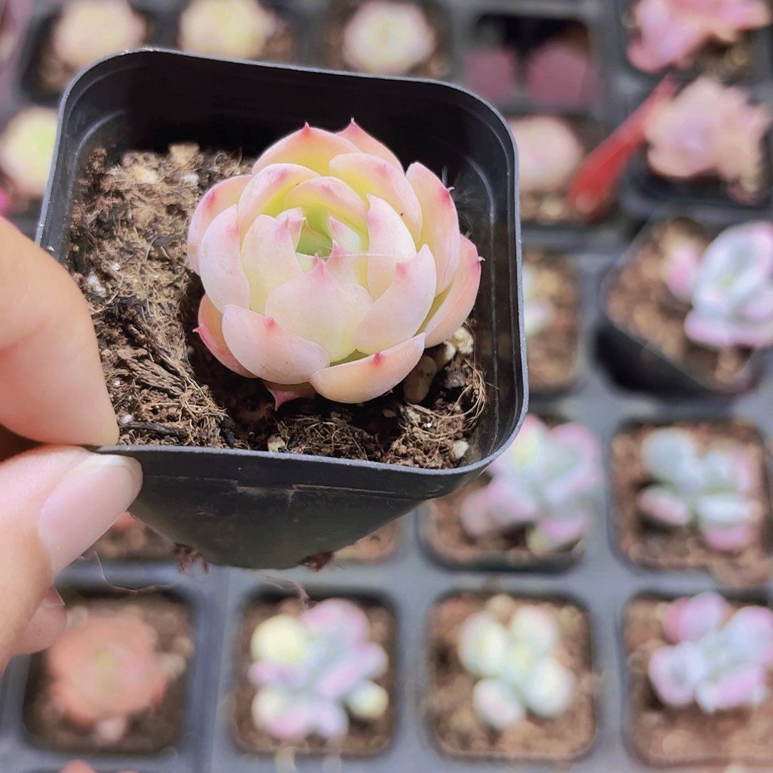 精品侧影多肉植物