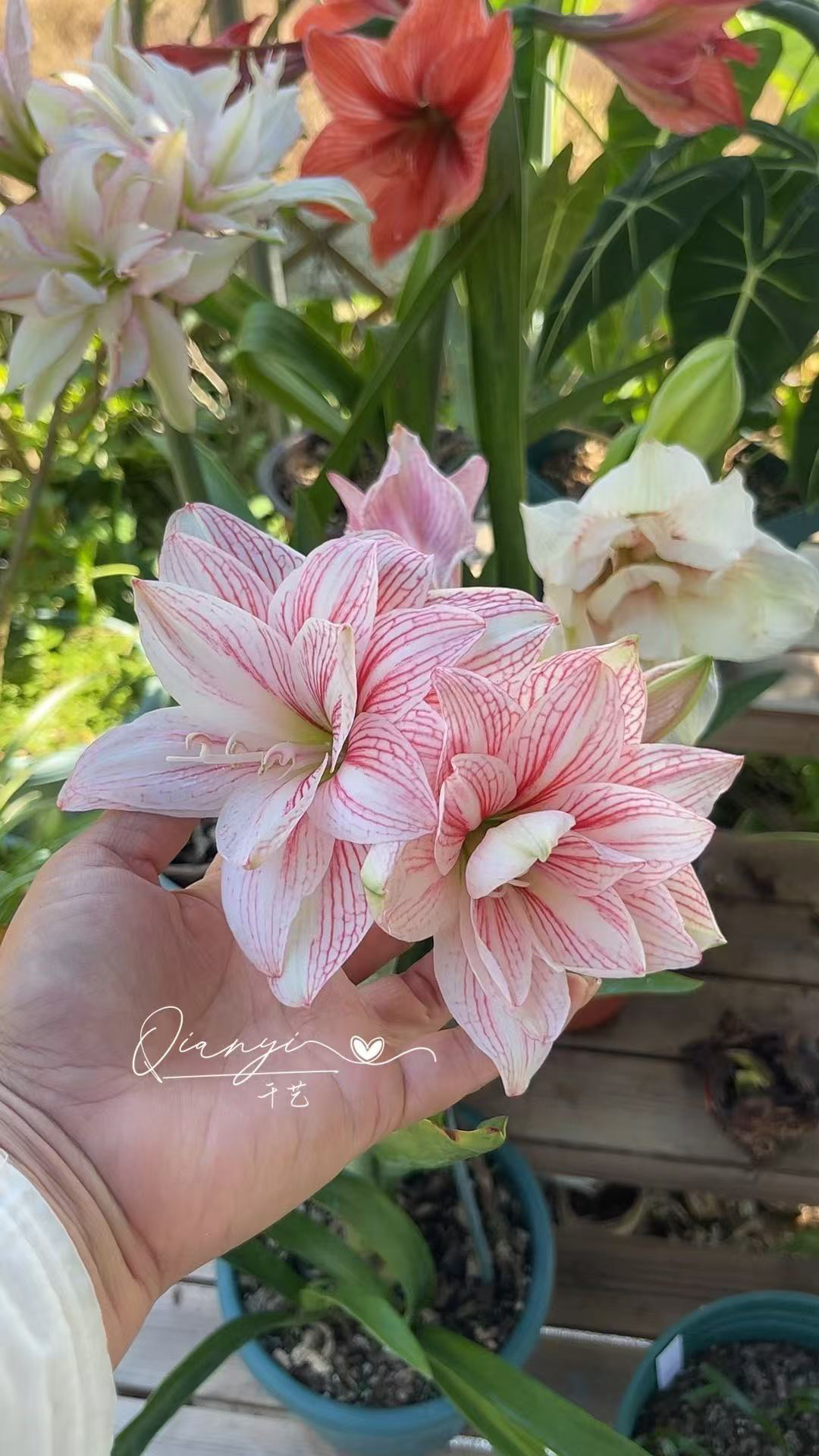 千艺朱朱 朱顶红种球重瓣 相宜 