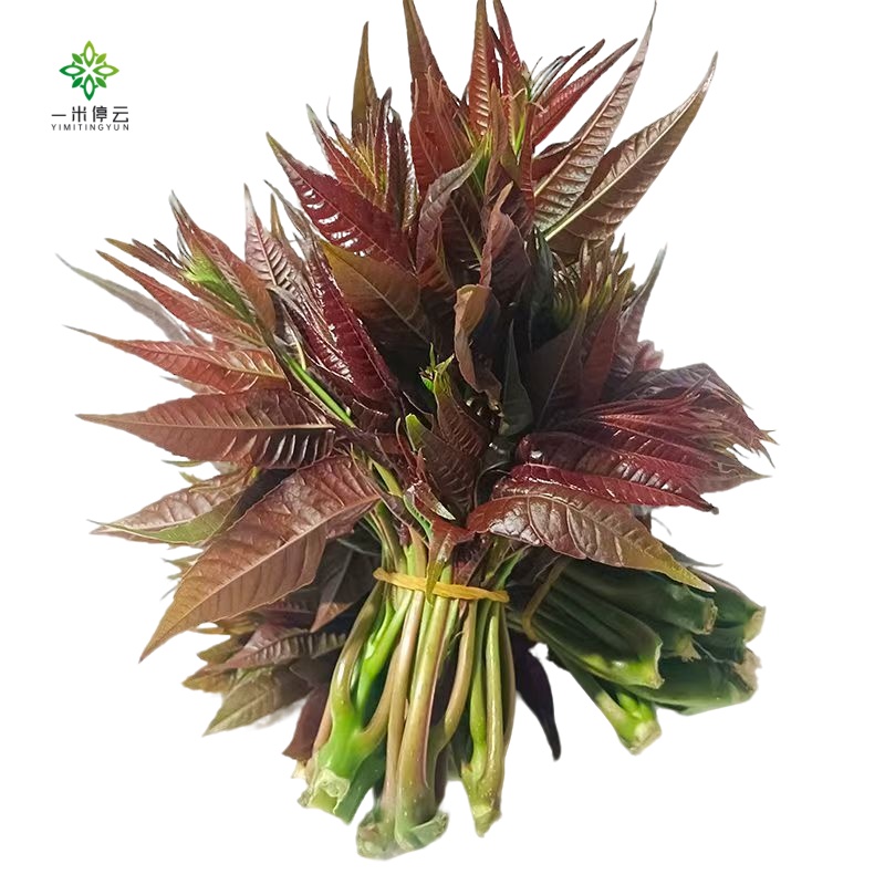 高原红香椿芽约90g±5g/盒（炒着吃、凉拌）春菜同城送