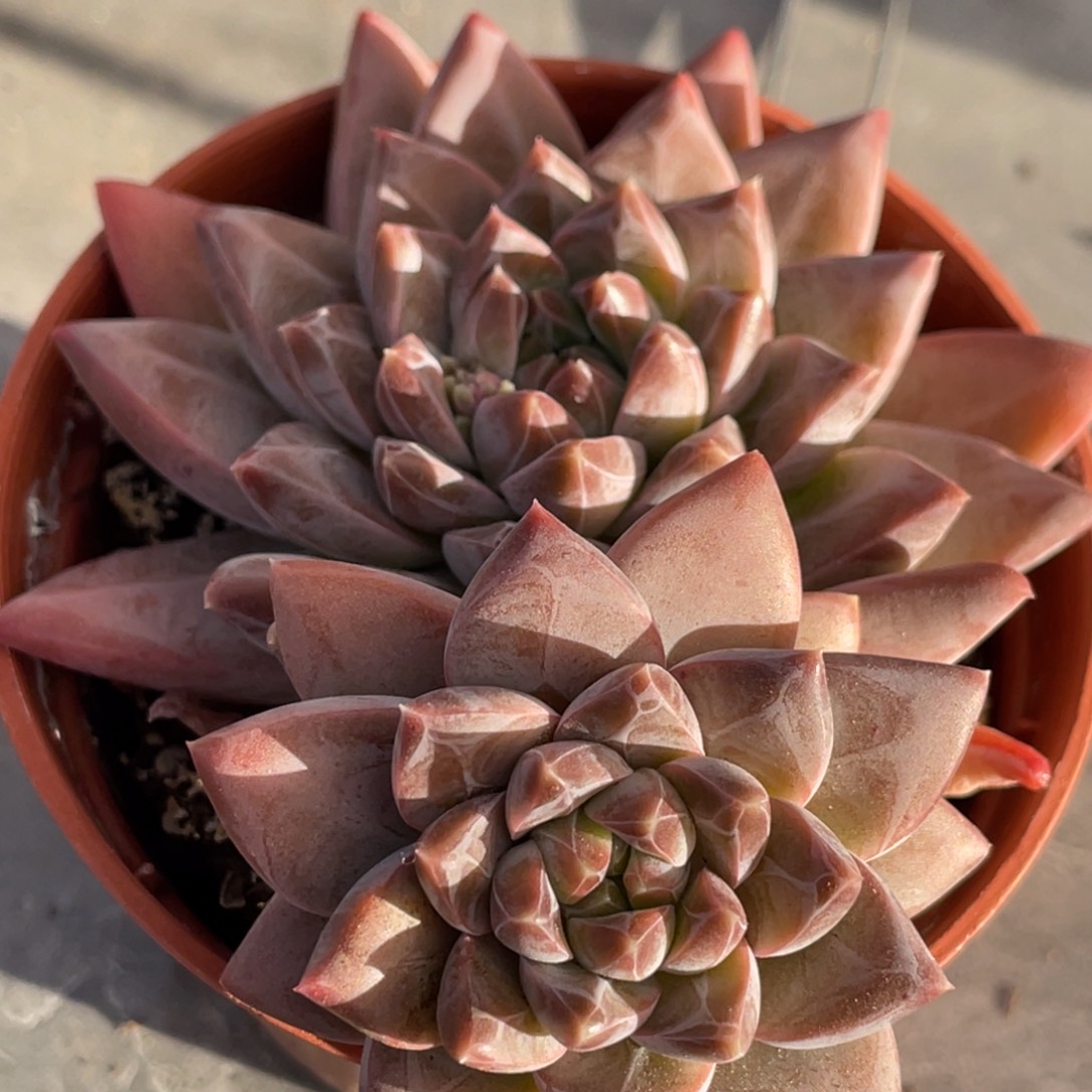 美人克拉克双头10公分