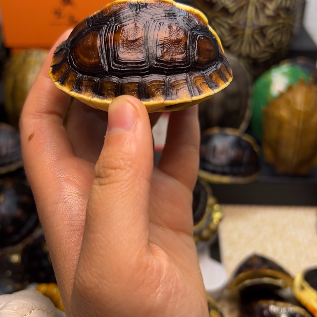 开***了有机玻璃黄缘高背毕业款