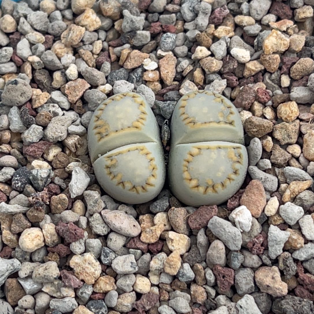 7923双头金边黄绿饼干一颗