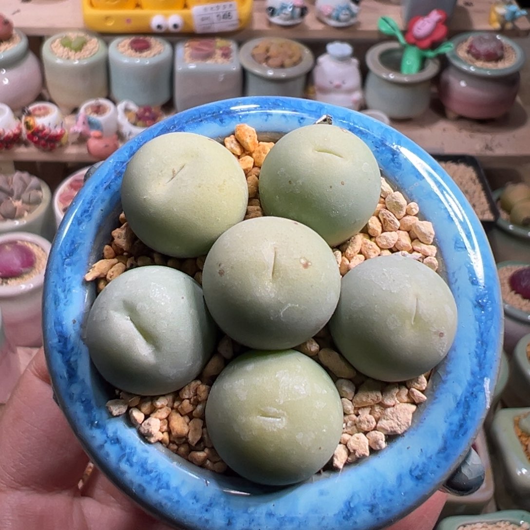 多肉植物207号鸽子蛋