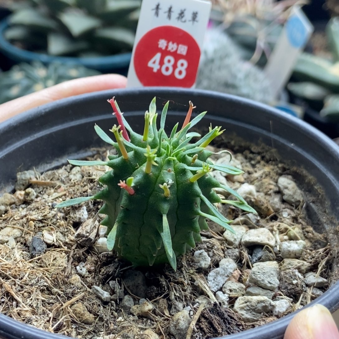 实生红刺群星冠一颗2.8cm