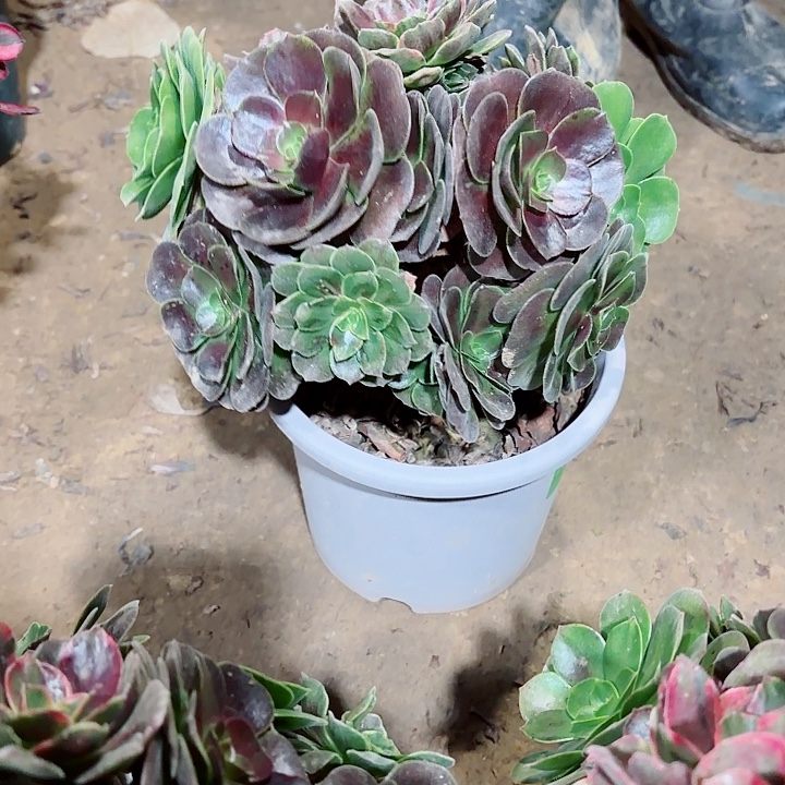 许***愿灰姑娘一颗1111111111