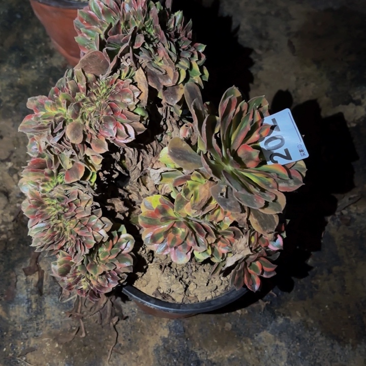 202红袖多肉植物不售后