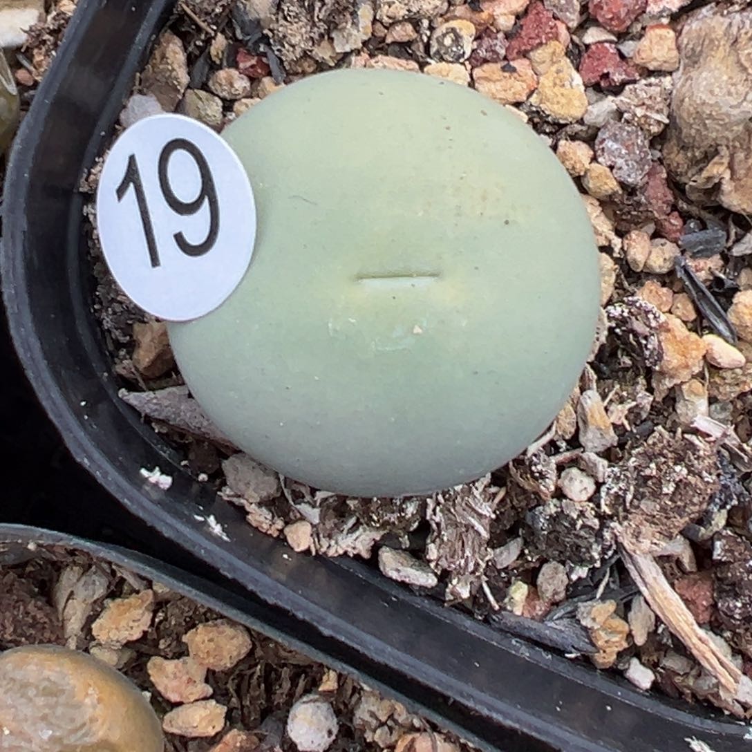 多肉植物111111111111111