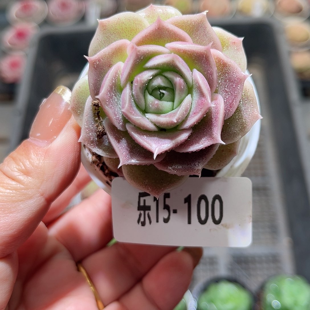 乐15-100 霜瓷单头