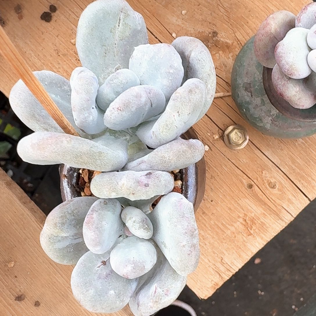 阿****德多肉油煎双头奶酪，德德专拍