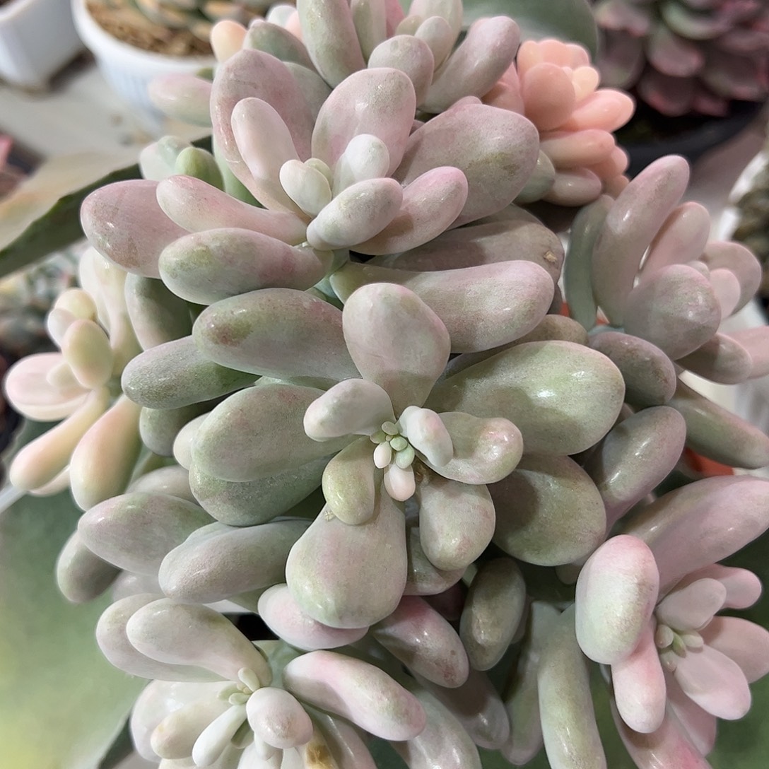 桃蛋锦嫁接多肉植物