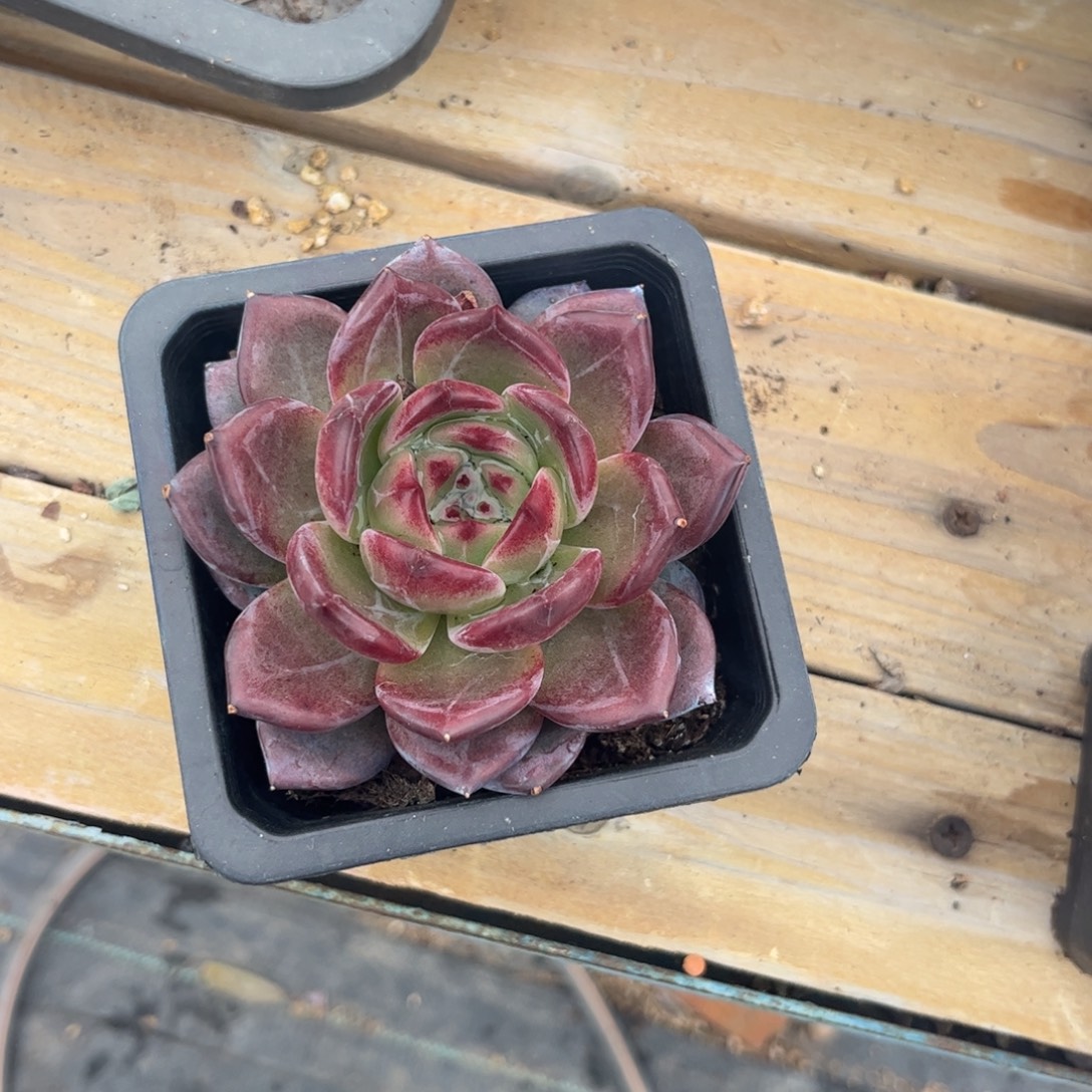 多肉植物保护研究所