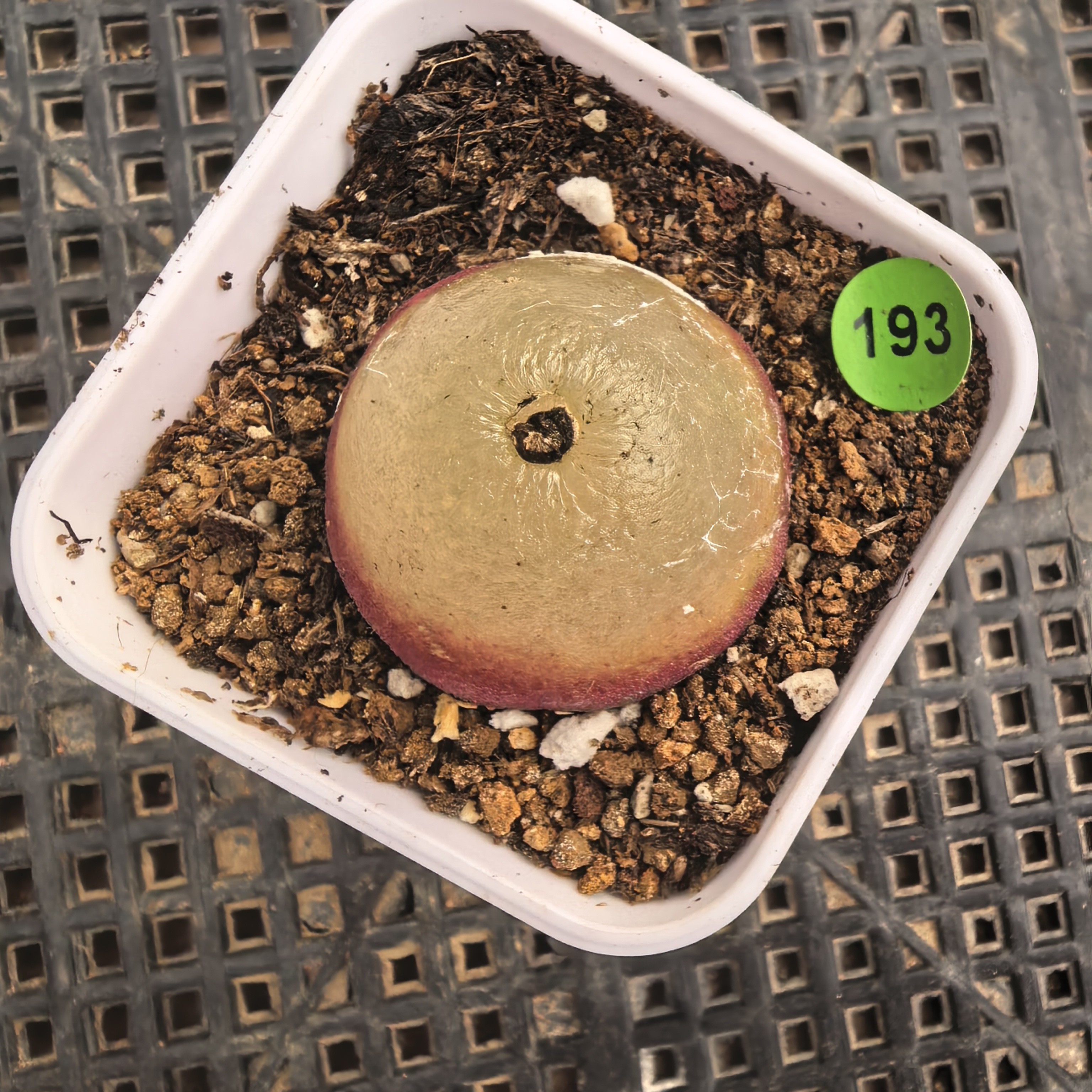 灯泡2.8-2.9CM（小瑕疵）带盆多肉193