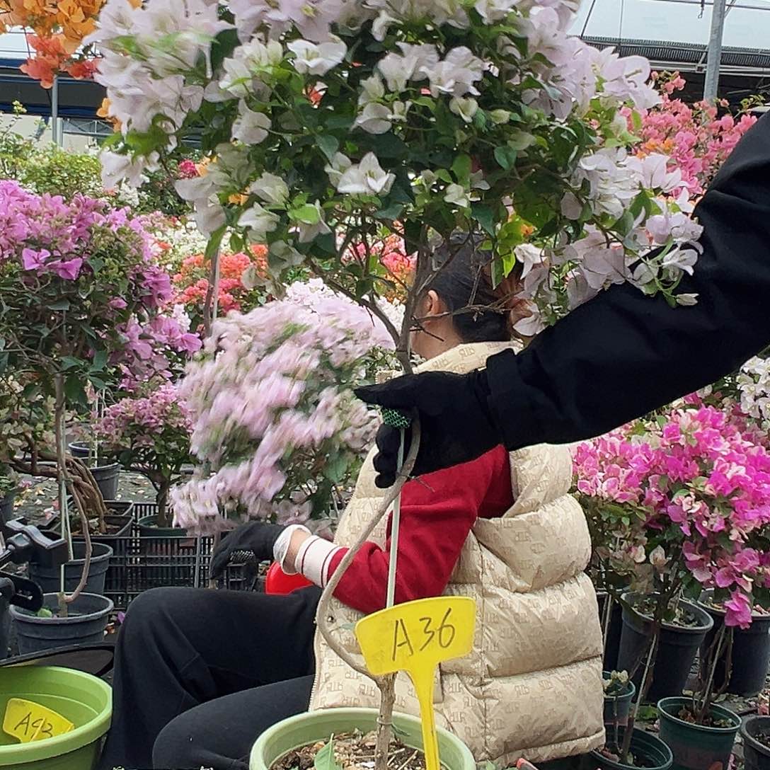 拾***盟大部分花苞少量开放A36苹果花