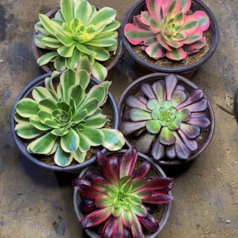 5盆多肉植物3862