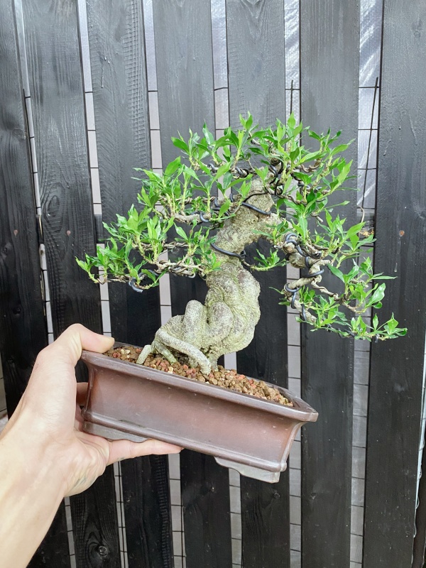 初见精品矮霸栀子花盆景