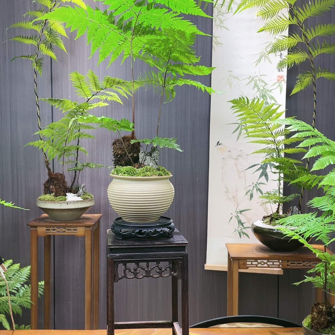 【闪购商品】无花朵吕***业蕨