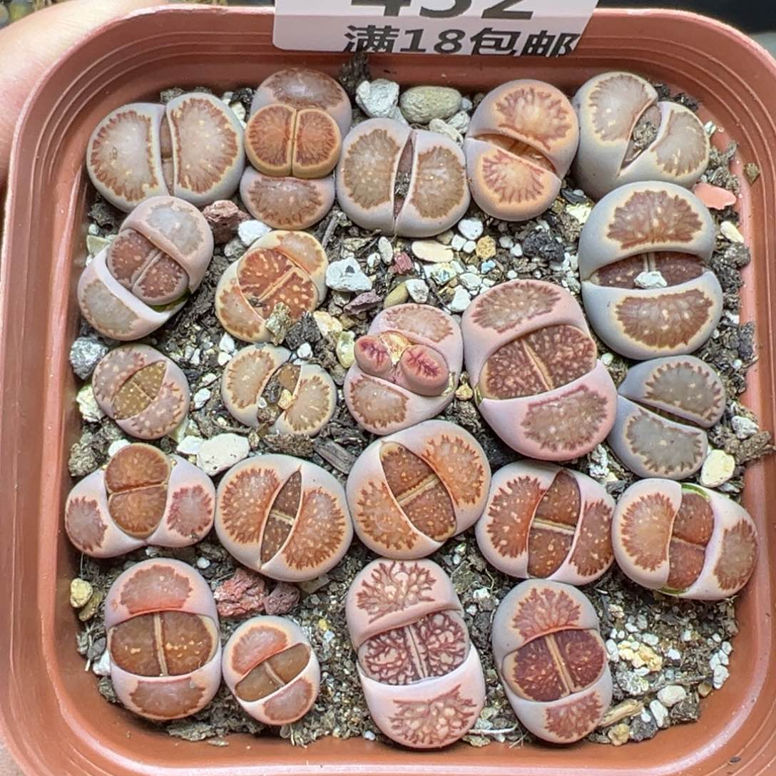 【闪购商品】432……