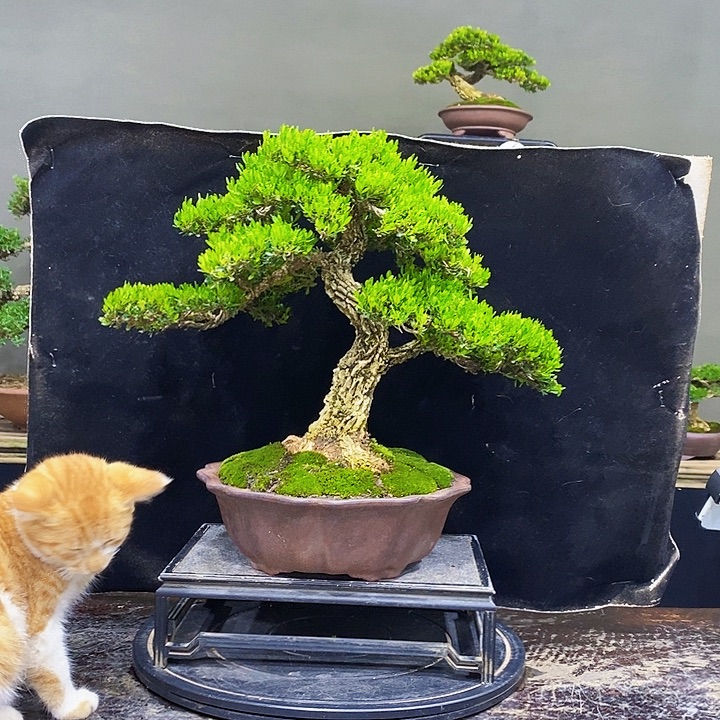 无花朵M黄杨盆景四季常青
