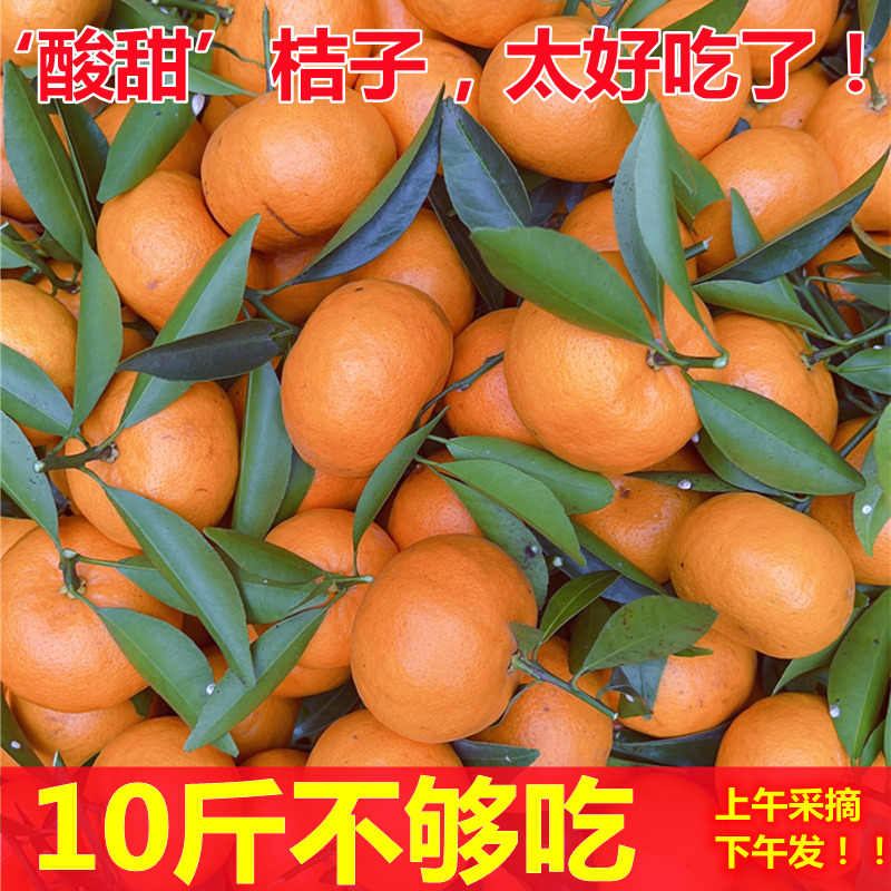 【30斤】正宗广东广州增城年桔8分甜2分酸桔香味浓郁广东省内次日达