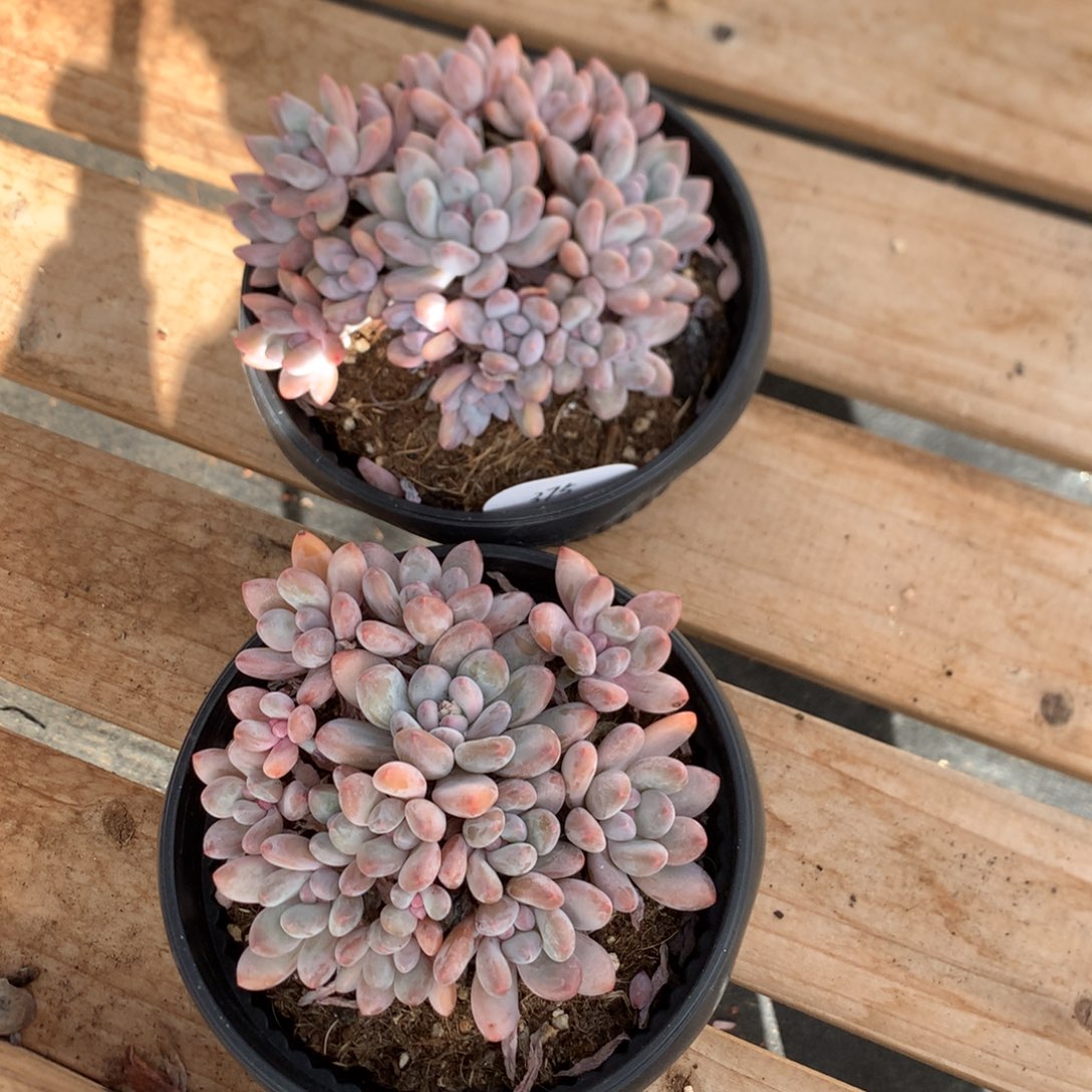 15厘米多头香水 两颗 特价 375