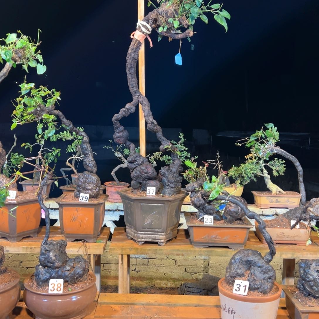 【闪购商品】完全开放N**I