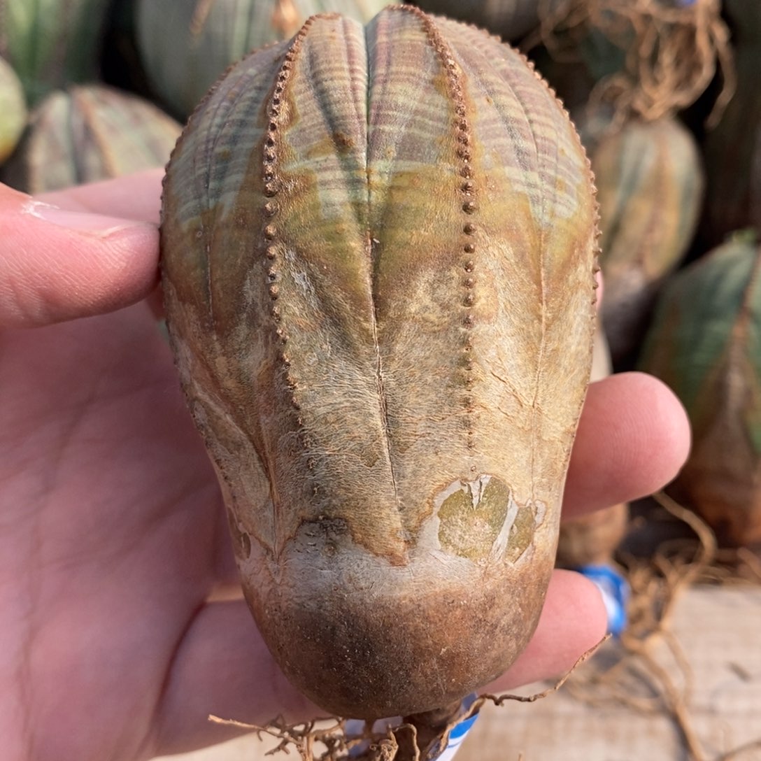 7 欧系实生布纹球多肉植物