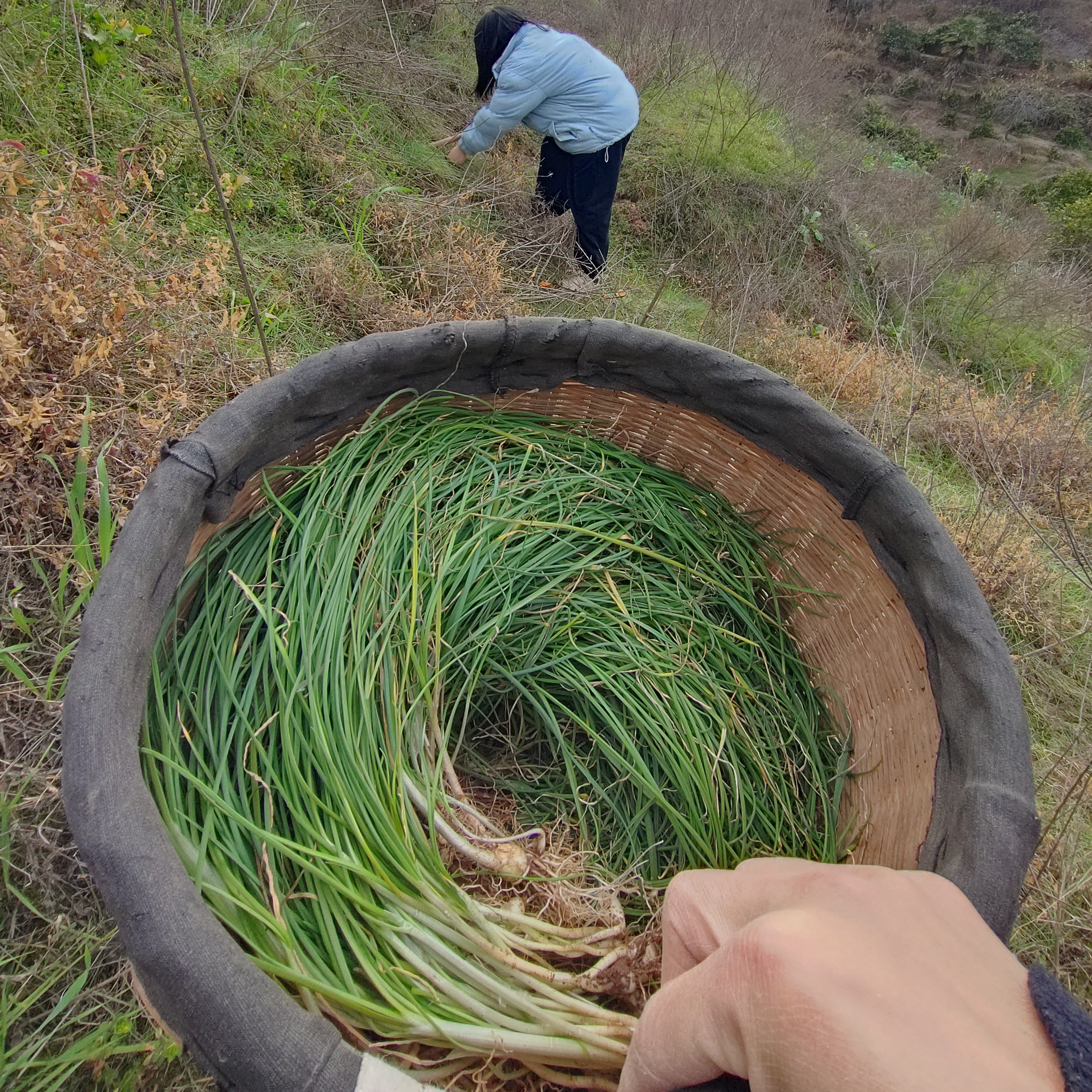 麻阳野葱长寿之乡富硒野菜高山时令新鲜蔬菜野外现挖现发原生态葱