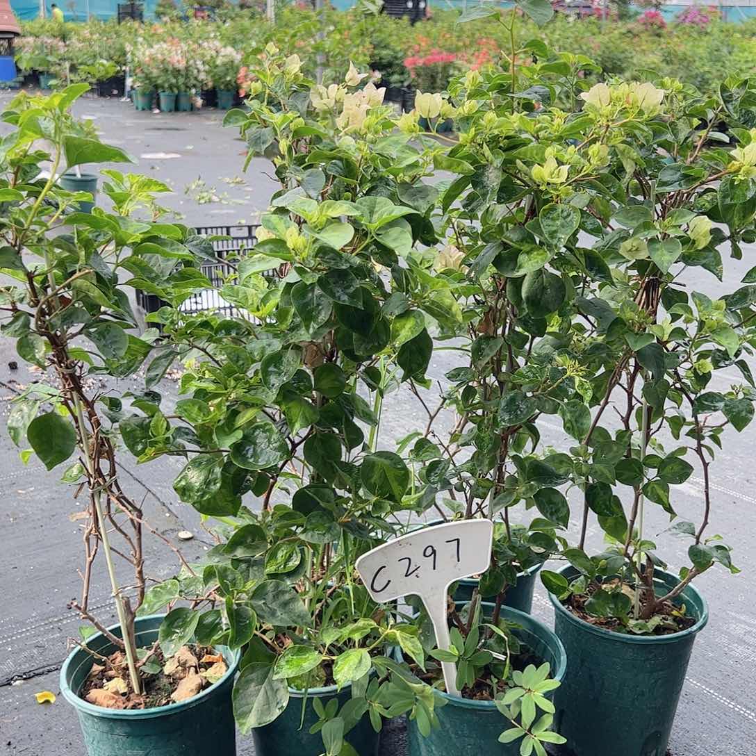 当前无花栽培后可以开花C297五宝一颗