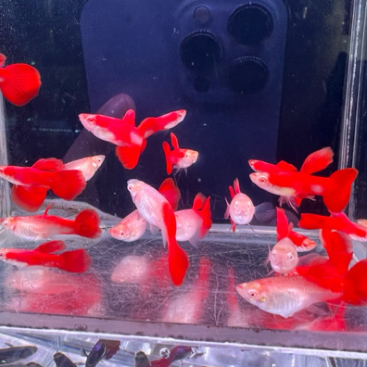 精品小超血红孔雀鱼小型淡水鱼