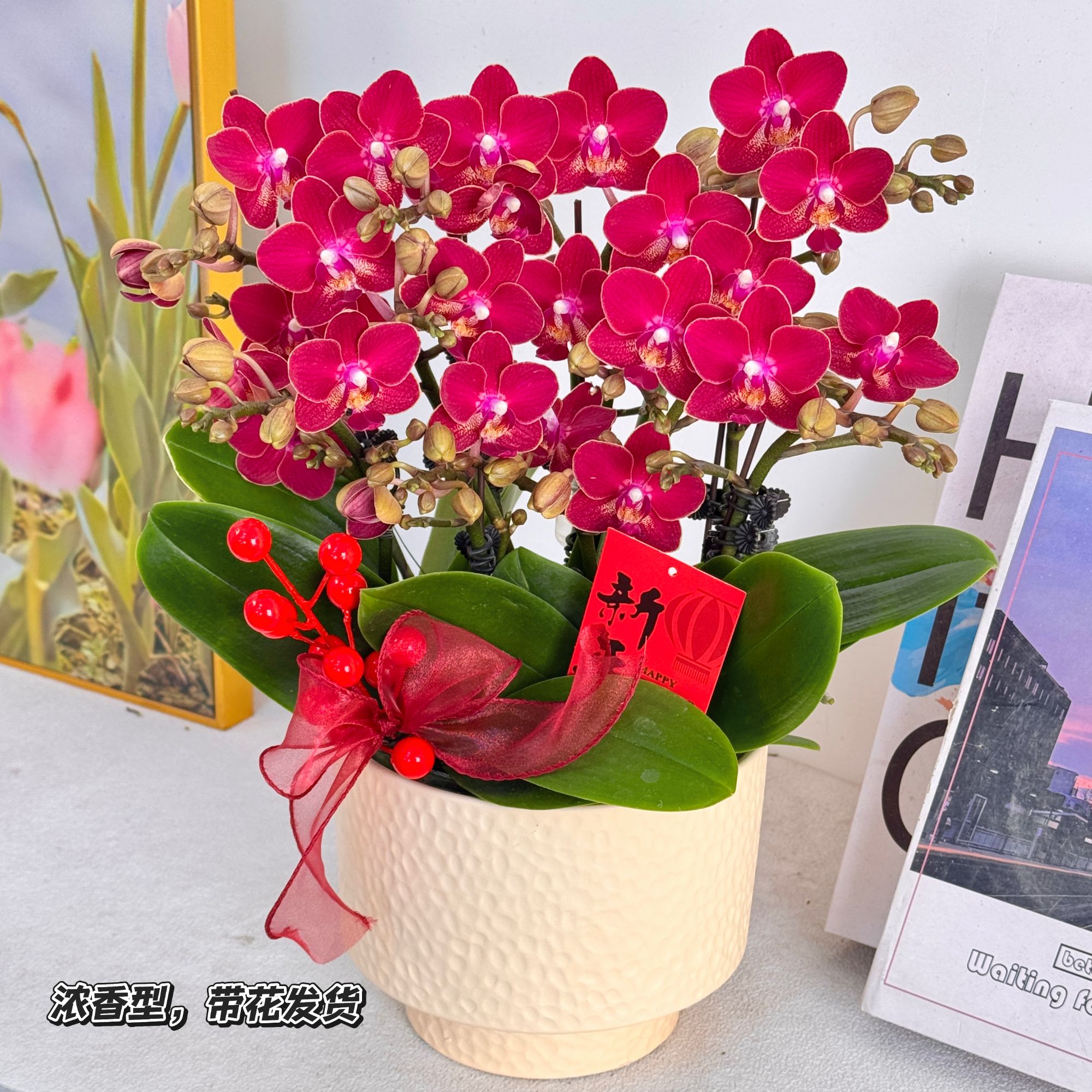 妗画【金边红香妃】浓香型半花 半花苞优雅高贵系列蝴蝶兰 好养