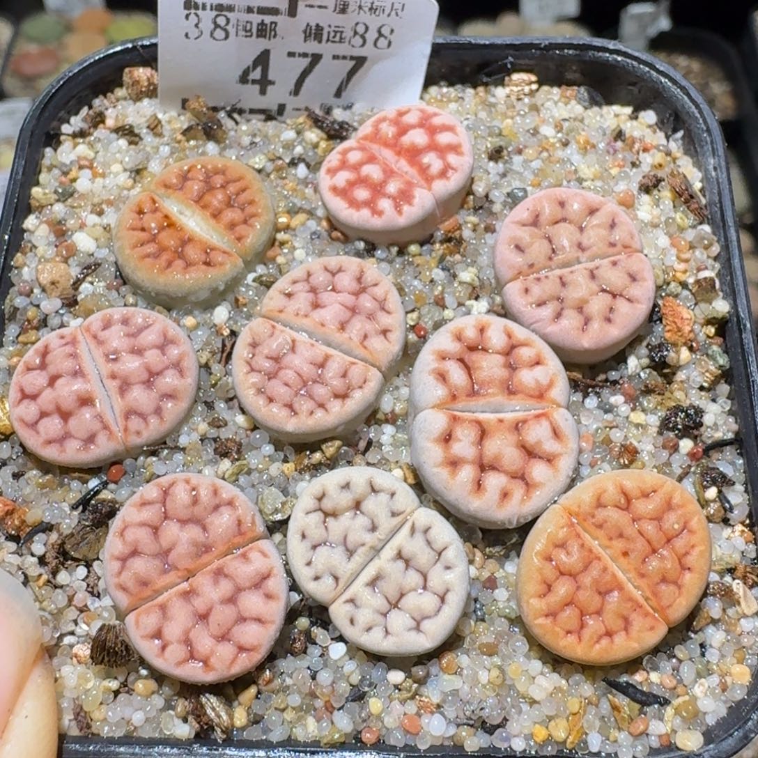 Sss清仓便宜出了477