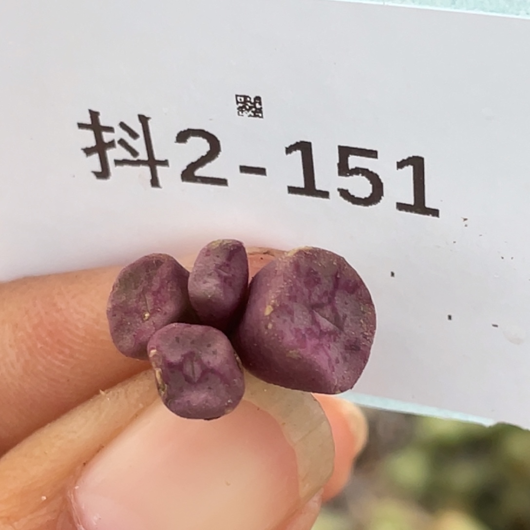 2-151方碗多肉植物