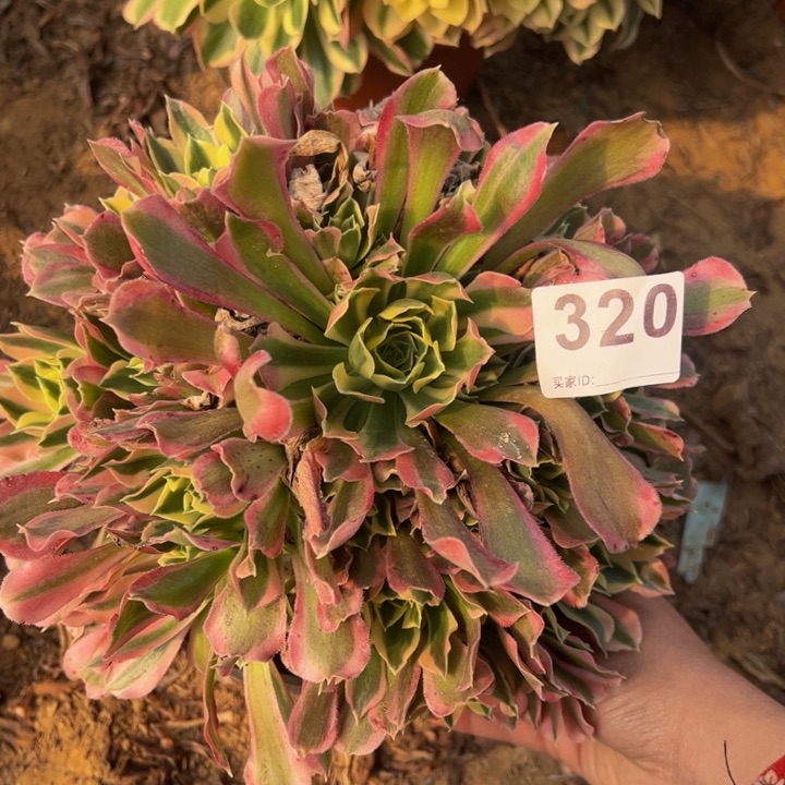 白凤多肉植物320