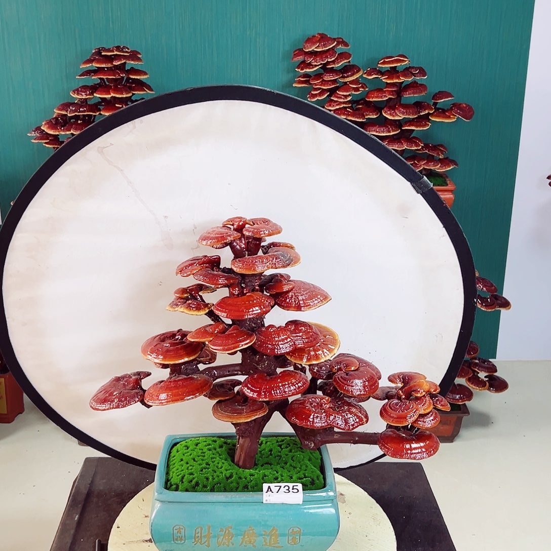 【闪购商品】全部花朵