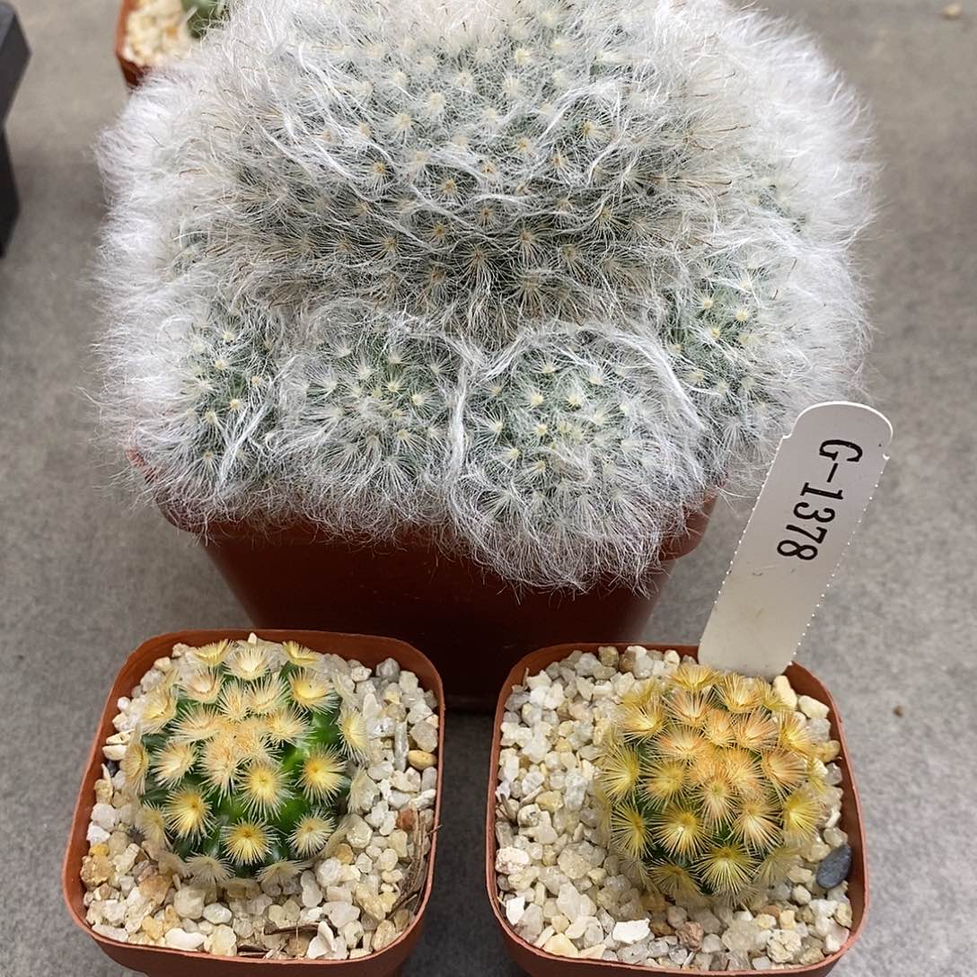 繁****G1378花有转盘仙人球