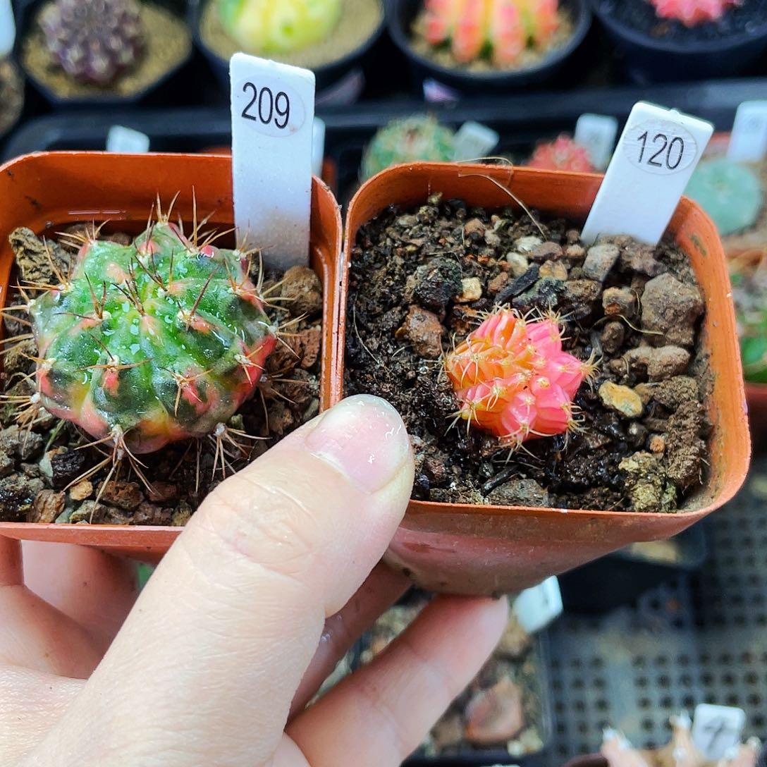 1.8cm 非偏远地区满25包邮仙人球裸根