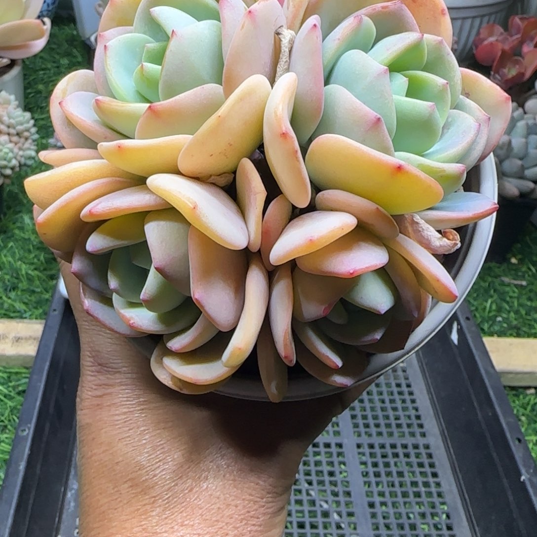 锦安精品多肉植物编号252