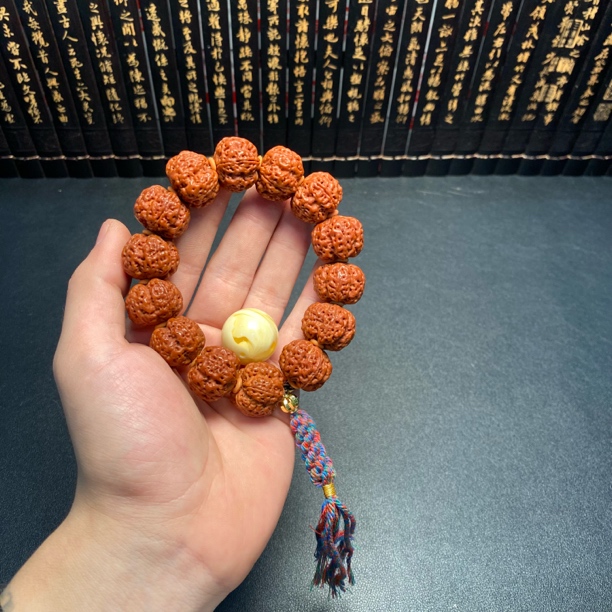 精品大金刚蜜王梅花（4号）